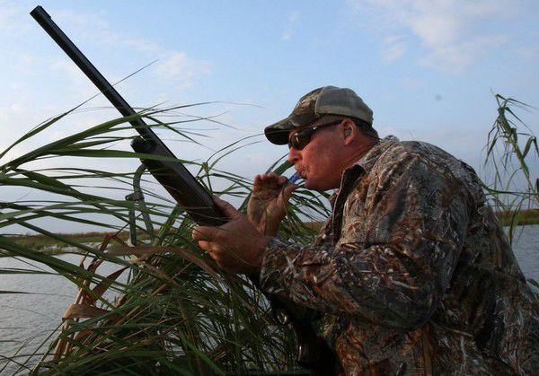 State urges duck hunters to stop moving roseau cane