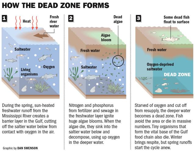 How Dead Zone Forms