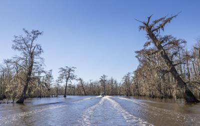 Maurepas Swamp